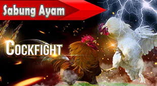 Sabung Ayam